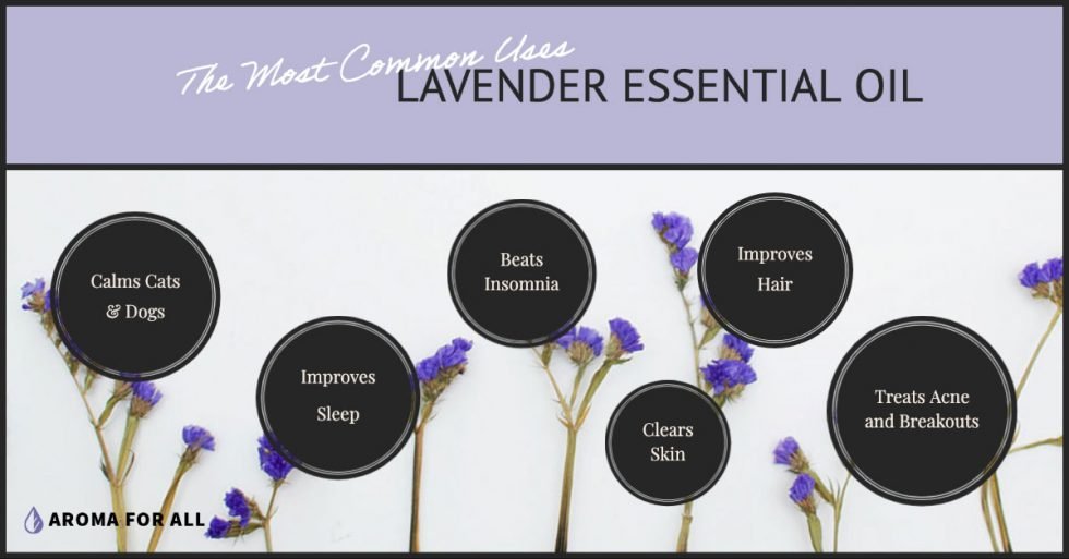 16 Lavender Essential Oil Benefits What's It Good For? Aroma For All